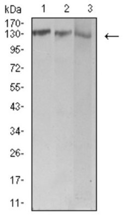 BCR Antibody (1E11G12) - BSA Free, Novus Biologicals 0.025 mL; Unconjugated:Antibodies,